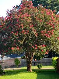 If you prune off the new shoots through spring you are also pruning off the developing flower buds. Campbell Vaughn Keep An Eye Out For Invading Crape Myrtle Bark Scale