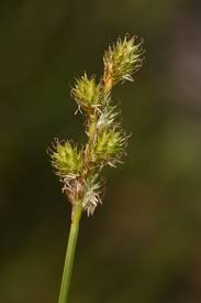 Image result for Carex cognata