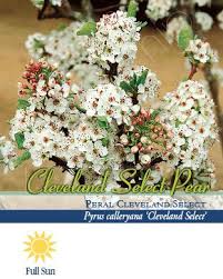 Check spelling or type a new query. Pirtle Nursery Cleveland Select Pear Tree 5 3 74 Gal 3059 At Tractor Supply Co