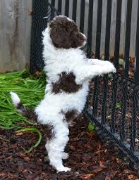 Black And White Parti Aussiedoodle Image Result For Chocolate And White Goldendoodle Goldendoodle Hypoallergenic Dogs Hypoallergenic Dog Breed