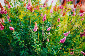 Image result for Spiraea douglasii