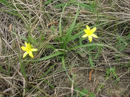 Image result for Hypoxis