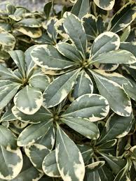 Image result for Pittosporum