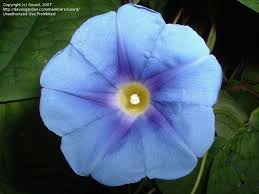 Image result for Ipomoea parasitica