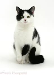 New arrivals · best sellers · live chat · contemporary art Black And White Cat Photo Wp09544