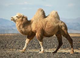 The camel uses it as nourishment when food is scarce. If Camel Humps Don T Contain Water What S Inside