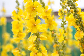 Image result for Verbascum