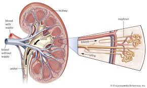 Continue scrolling to read more below. Renal System Renal Vessels And Nerves Britannica