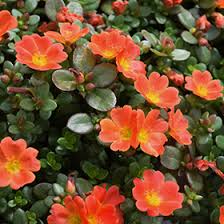Image result for Portulaca foliosa