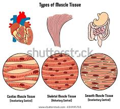 Types Of Muscle Tissue Of Human Body Diagram Including Cardiac Skeletal Smooth With Example Of Heart Digestive System Along With Involuntary Voluntary Control For Medical Science Education