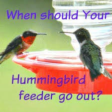 Take a look at some ways to determine the best time to put out your hummingbird feeders so no nectar gets wasted and hummingbirds are fed. When Should Hummingbird Feeders Go Out During Hummingbird Season