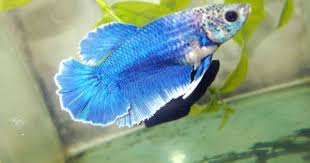 Fwbettashm1511310957 Female Blue Butterfly Hm Blue Butterfly Betta Fish Betta