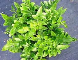 Image result for Asplenium uschiae