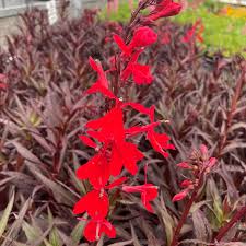 Image result for Lobelia fervens