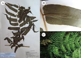 Image result for Coniogramme