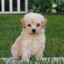 They will be ready to go to their new homes late january or early february depending on how well they are eating e… Maltipoo Puppies For Sale Greenfield Puppies