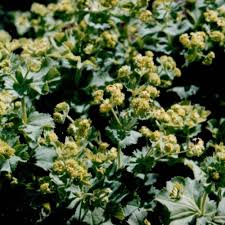 Jolly lane floral & greenhouse. Nursery The Ridges Garden