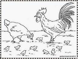 Gambar mewarnai telah menyiapkan 6 buah gambar mewarnai ayam untuk anda download kemudian diwarnai, silahkan klik gambar ayam yang ingin anda warnai. Gambar Mewarnai Sepasang Ayam Jantan Dan Betina Beserta Anak Anaknya Halaman Mewarnai Gambar Burung Ilustrasi Kartun
