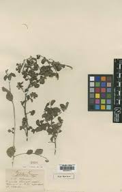 Image result for Grewia herbacea