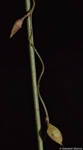 Image result for Utricularia scandens