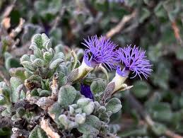 Image result for Polygala transvaalensis