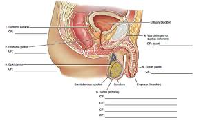 Blank male reproductive system diagram human body diagram. Fill In The Blanks With Combining Forms For This Diagram O Chegg Com