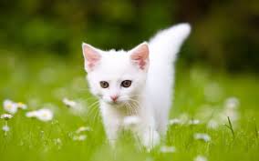 Why human evolution pretty much stopped about 10,000 years ago. 10000 Flies Archive Kaffeeringe De