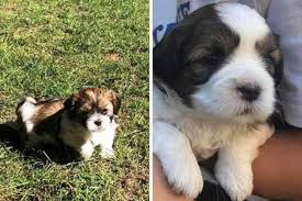 Breeders of merit are denoted by level in ascending order of: Abbotsford Family Looking For Pair Of Stolen Shih Tzu Puppies Aldergrove Star