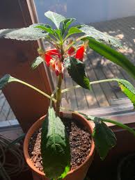 Walmart.com has been visited by 1m+ users in the past month Finally Success With My Congo Cockatoo Houseplants