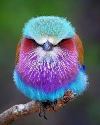 Bird With Crazy Hair Meme A Colorful Bird Called The Lilac Breasted Roller Album On Imgur In 2020 Colorful Birds Most Beautiful Birds Beautiful Birds