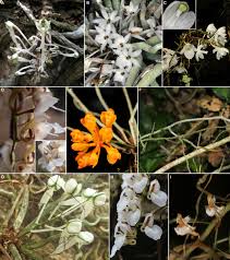 Image result for Microcoelia corallina