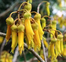 Pollination is the process when pollen is transferred from one flower to a second flower of the same species. 8 Native Plants That Pollinators Love Stuff Co Nz
