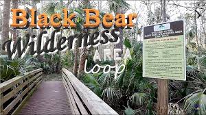 Once again black bear wilderness adventure took care of the transfer.s for the montane yukon arctic ultra. Hiking Florida Black Bear Wilderness Loop Near Orlando Youtube