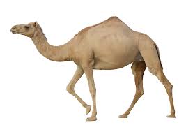Her nle için anında hazır 4k ve hd video. Camel Png