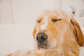 Can I Use Dove Soap On My Dog Healthy Homemade Dog Treats