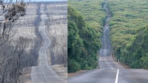 1971 kamen in australien neunlinge zur welt. Australien Diese Kruden Verschworungstheorien Uber Die Brande Werden Verbreitet Stern De