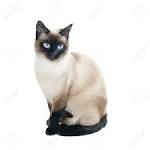 Jarmila Siamese - Traditional Siamese Cats