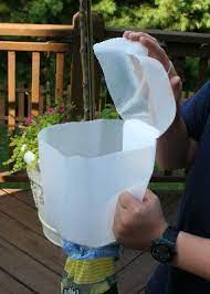 Homemade Japanese Beetle Trap Organic Gardening Forum Gardenweb Japanese Beetles Homemade Japanese Beetle Trap Beetle Trap