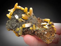 Image result for Mohria vestita