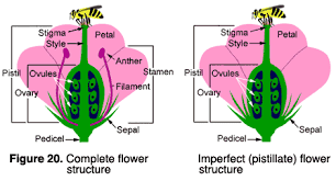 The main flower parts are the male part called the stamen and the female part called the pistil. Reproductive Plant Parts