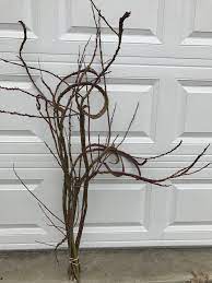 Curly Willow Flowers Bloom Curly Willow