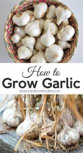 How To Grow Garlic Growing Garlic Easy Plants To Grow Growing Vegetables
