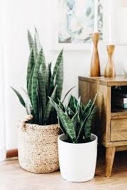 Bedroom, followed by 607 people on pinterest. Best Of Pinterest Living Room Plants Plant Decor Bedroom Plants