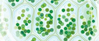 Maybe you would like to learn more about one of these? Anatomy Of The Plant Cell Vs A Human Cell Interactive Biology With Leslie Samuel