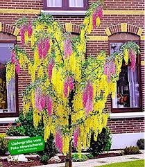 Baldur Garten Chimaren Goldregen 1 Pflanze Laburnocytisus Adamii Pflanzen Vorgarten Pflanzen Garten