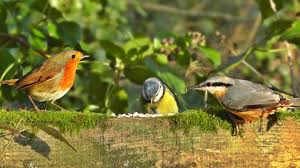 Birds For Cats To Watch 4k Pin On Videos For My Cat