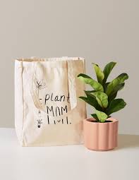 Best potted flowers for mother's day. Best Mothers Day Plants To Gift Mom 2021