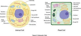 Eukaryotic Cells Eukaryotic Cell Cell Membrane Cell Wall