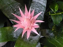 Image result for Aechmea