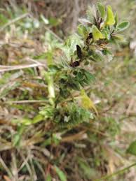 Image result for Phaulopsis imbricata